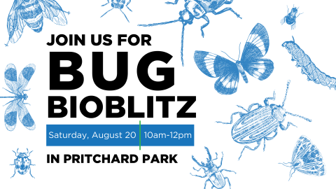 Bug Bioblitz