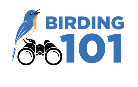 birding 101