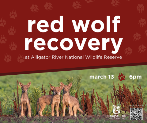 red wolf recovery