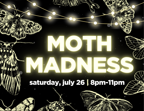 moth madness