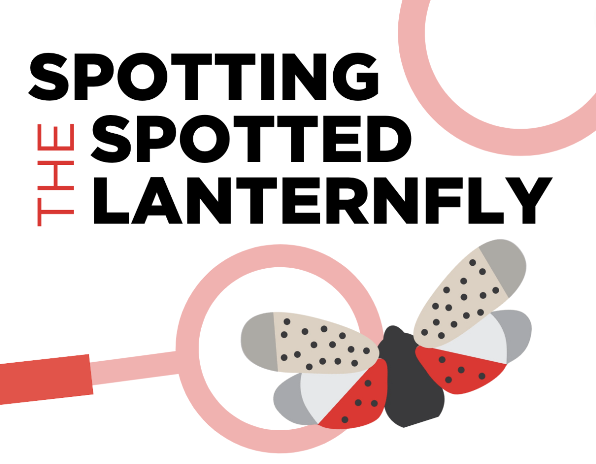 Spotted lanternfly